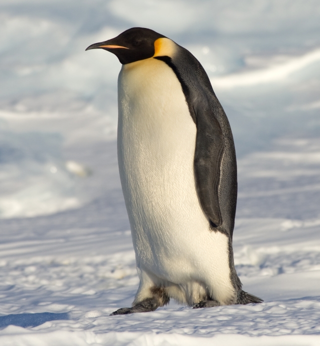 Emperor Penguin Manchot empereur